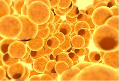 Lipogems cellule stainali per ginocchio anca caviglia